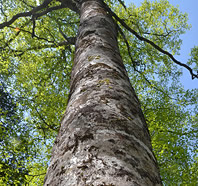 beech trees 1